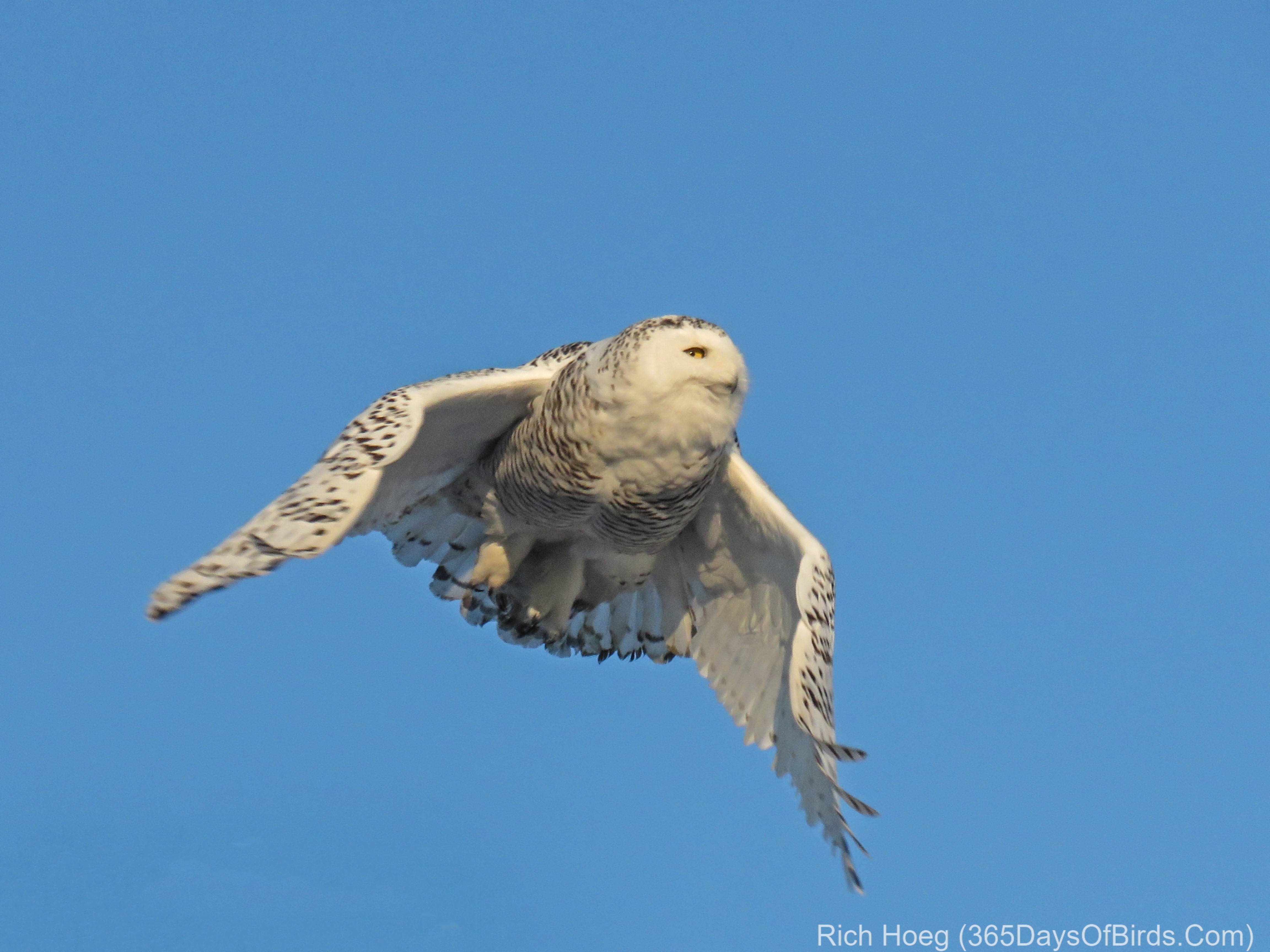 Snowy Owl Winter 2019 Slide Show 13 | 365 Days of Birds