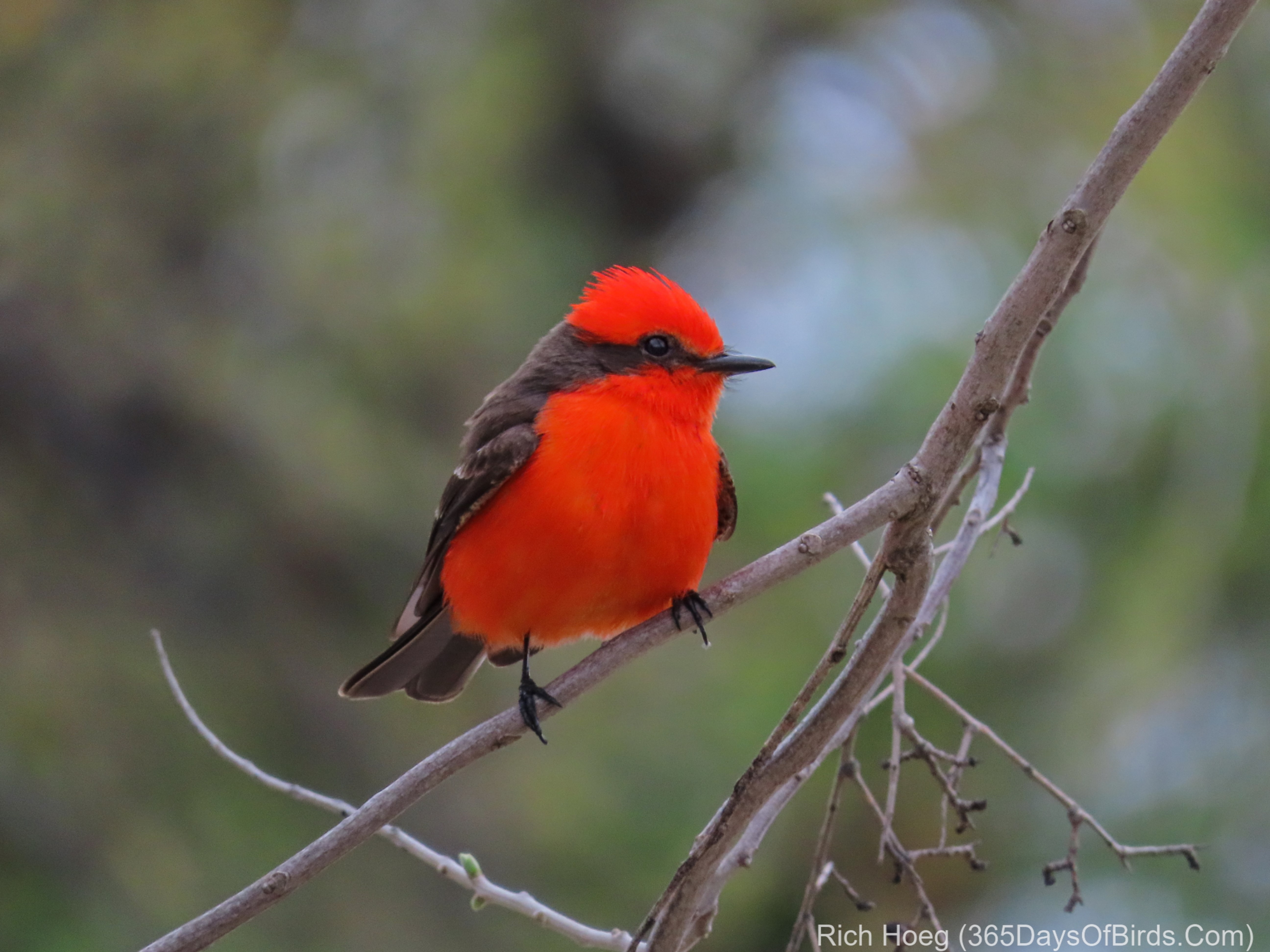Texas Hill Country 365 Days of Birds