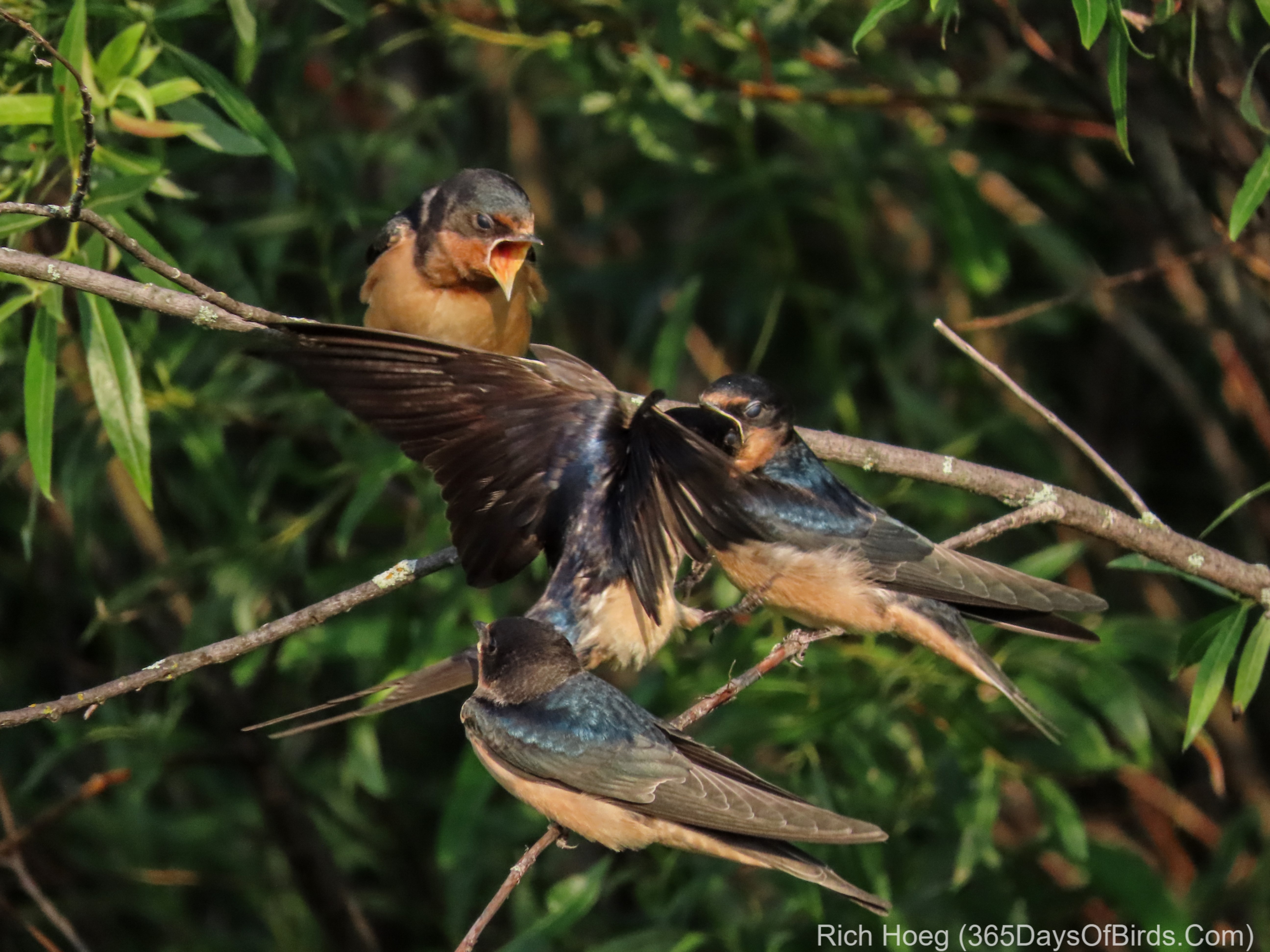 SaxZim Bog 365 Days of Birds