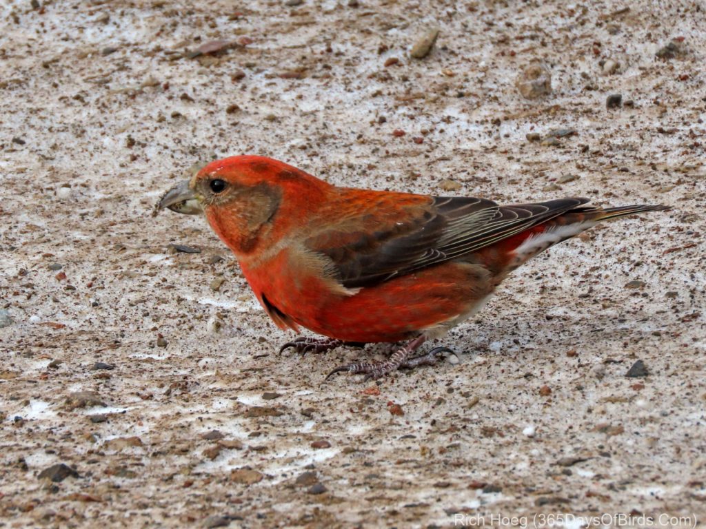 Red Crossbills Near Gunflint Lake (video) - 365 Days of Birds