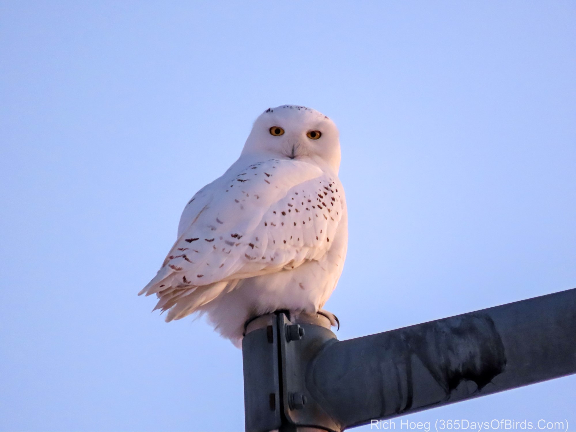 Male Snowy Owl Flying