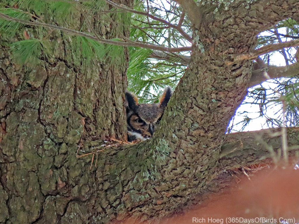 Great Horned Owl on a nest