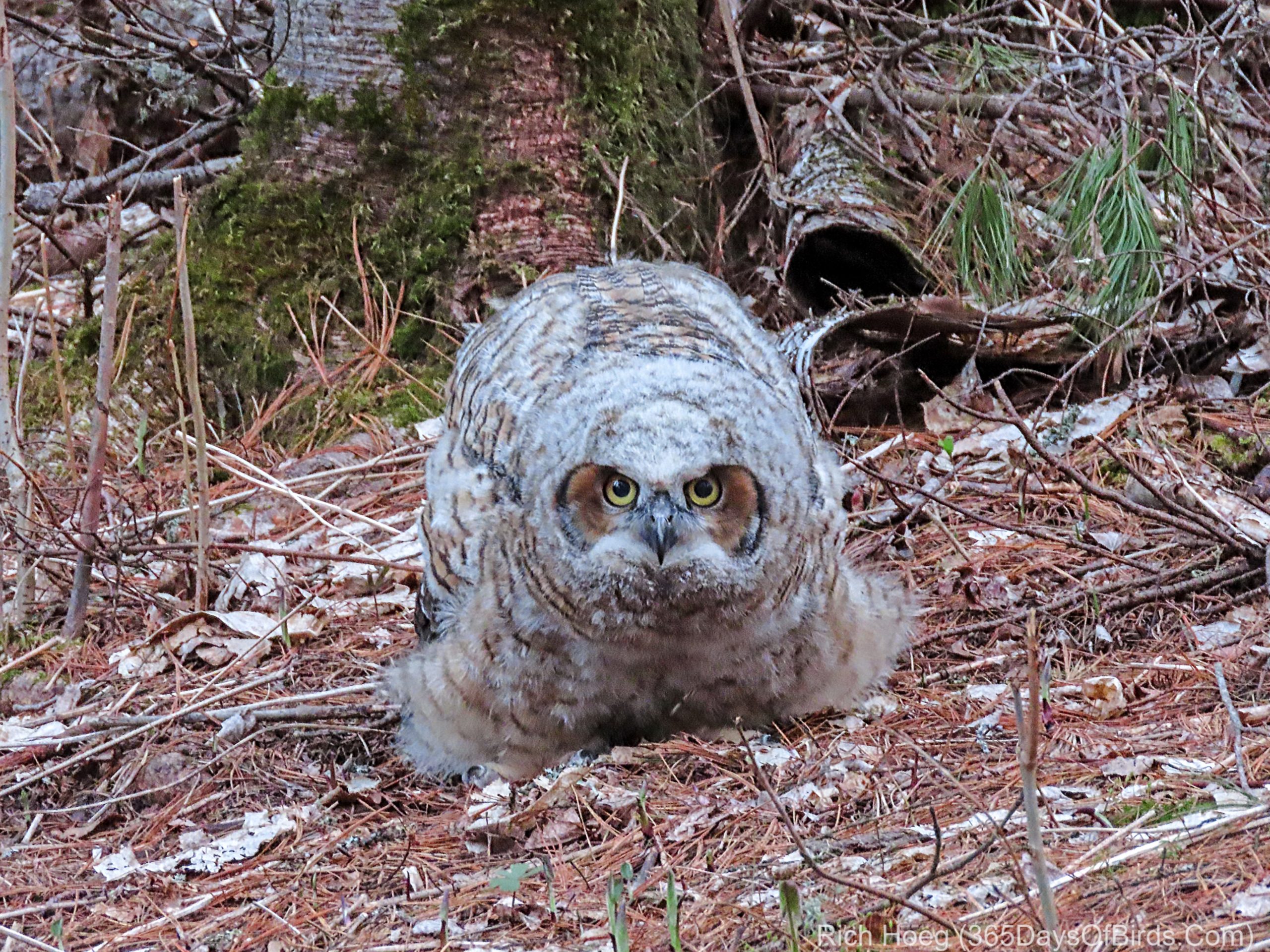 baby great horned owl on ground