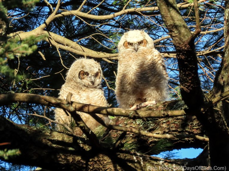 Virtual Birding with Rich! | 365 Days of Birds