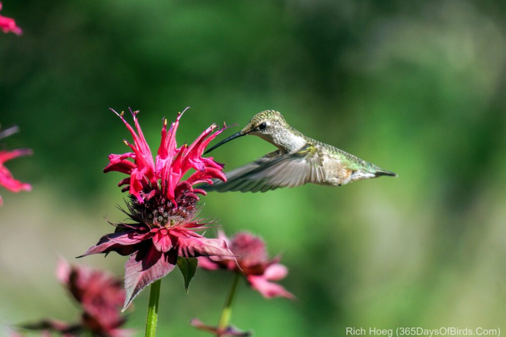 Hummingbirds and Bee Balm - 365 Days of Birds