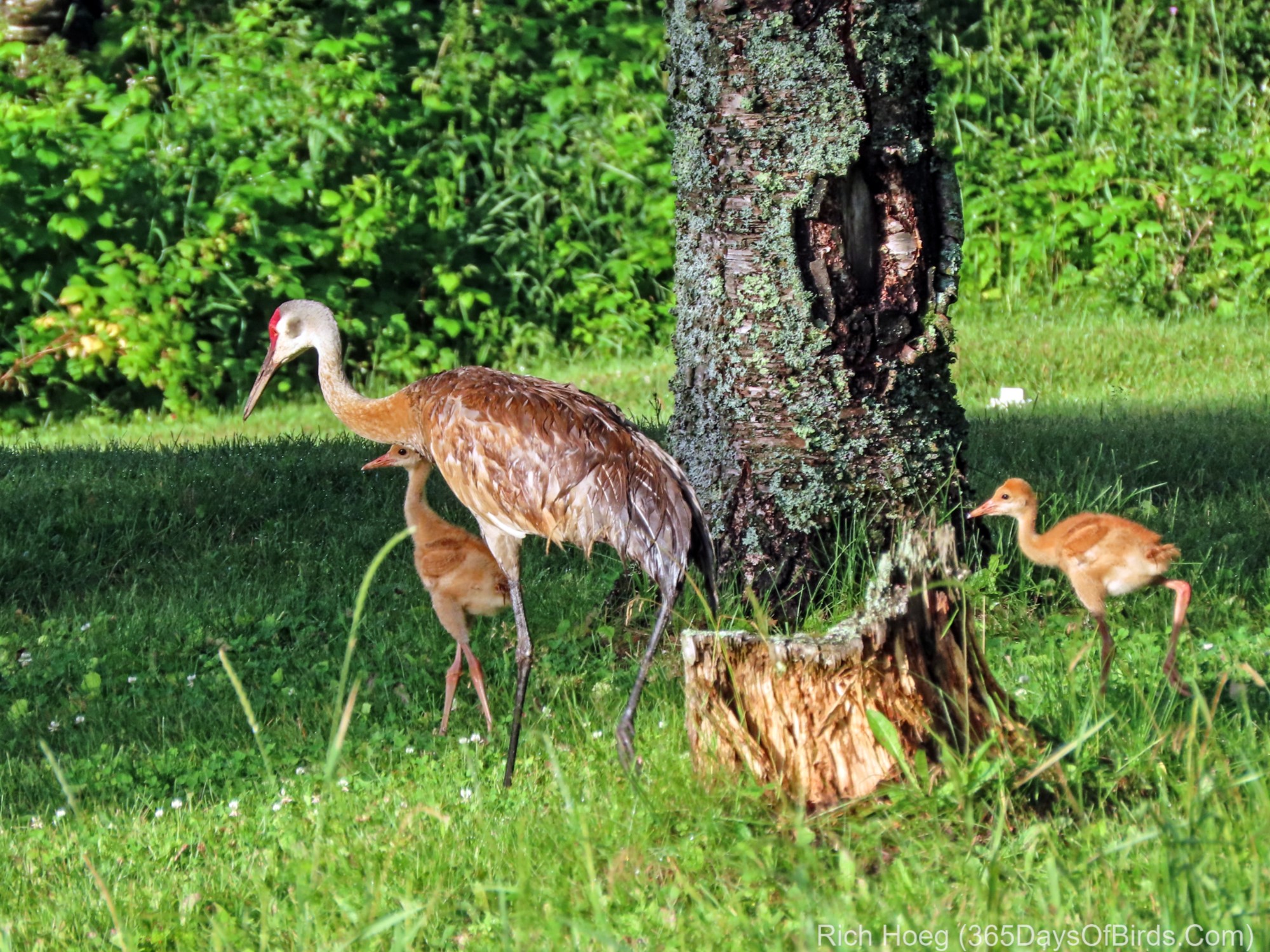 Romance of the Sandhill Cranes » CREW Land & Water Trust