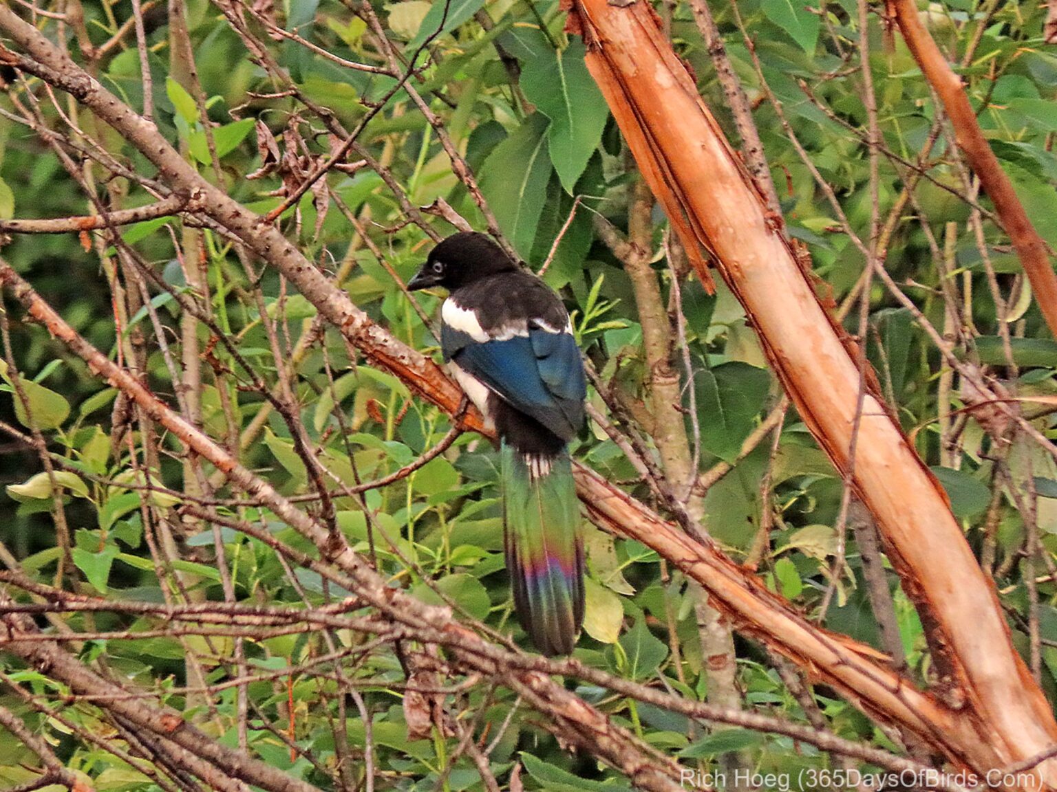 SaxZim Bog 365 Days of Birds