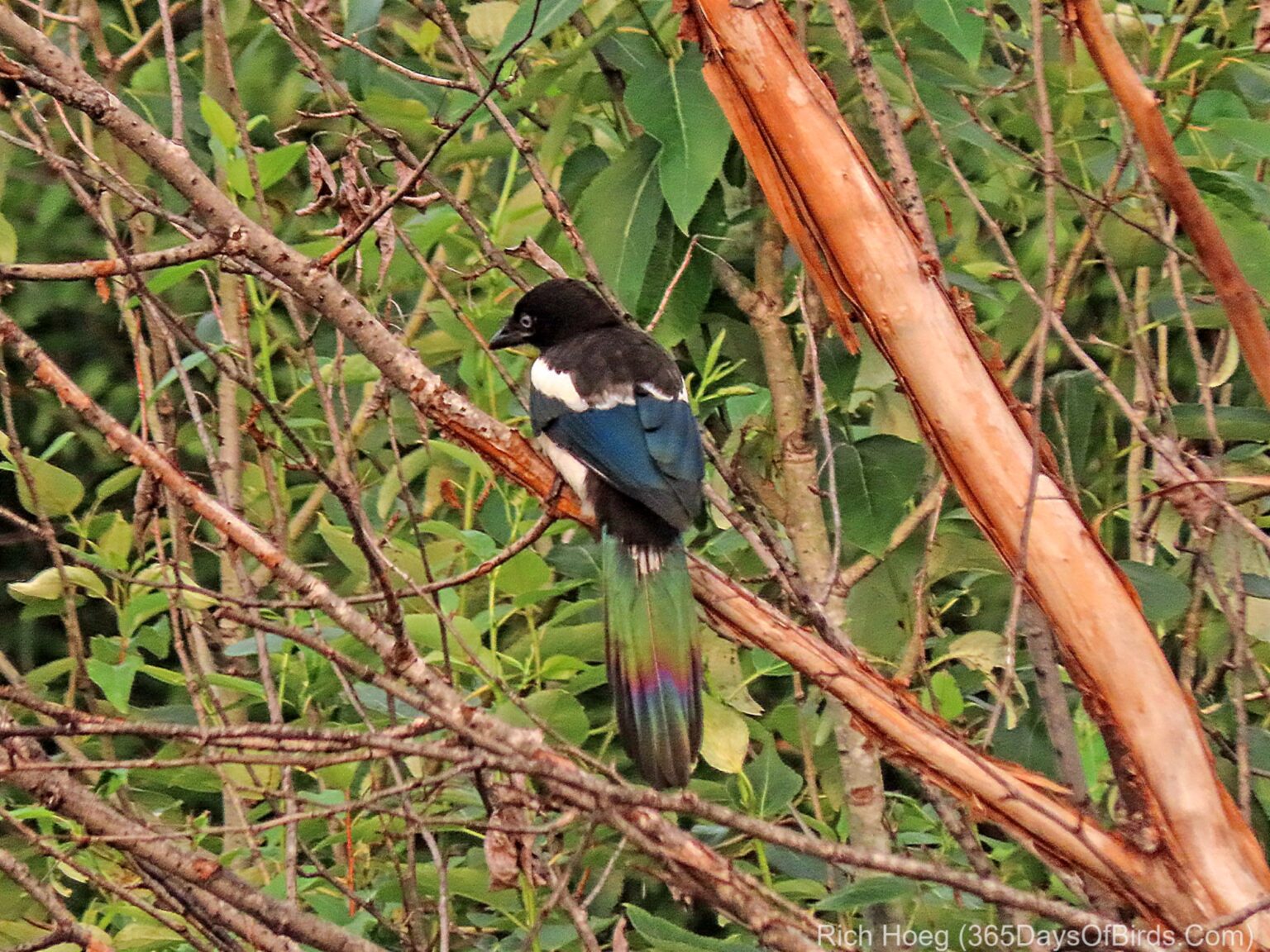 SaxZim Bog 365 Days of Birds