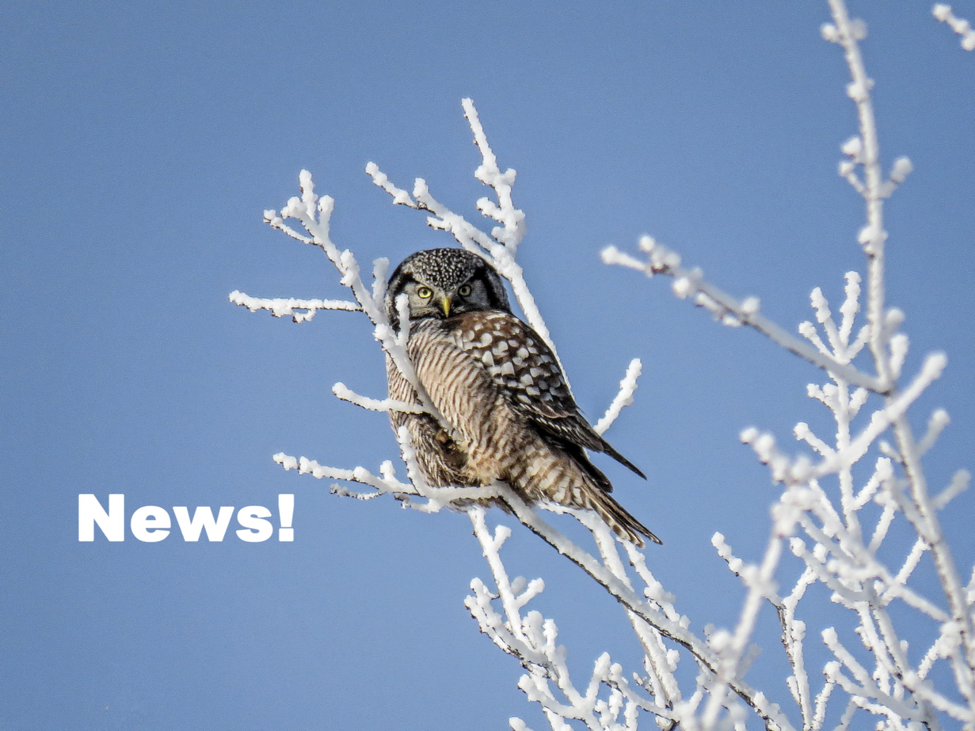 Major Update To Minnesota Birding News 365 Days Of Birds Major Update To Minnesota Birding News 365 Days Of Birds