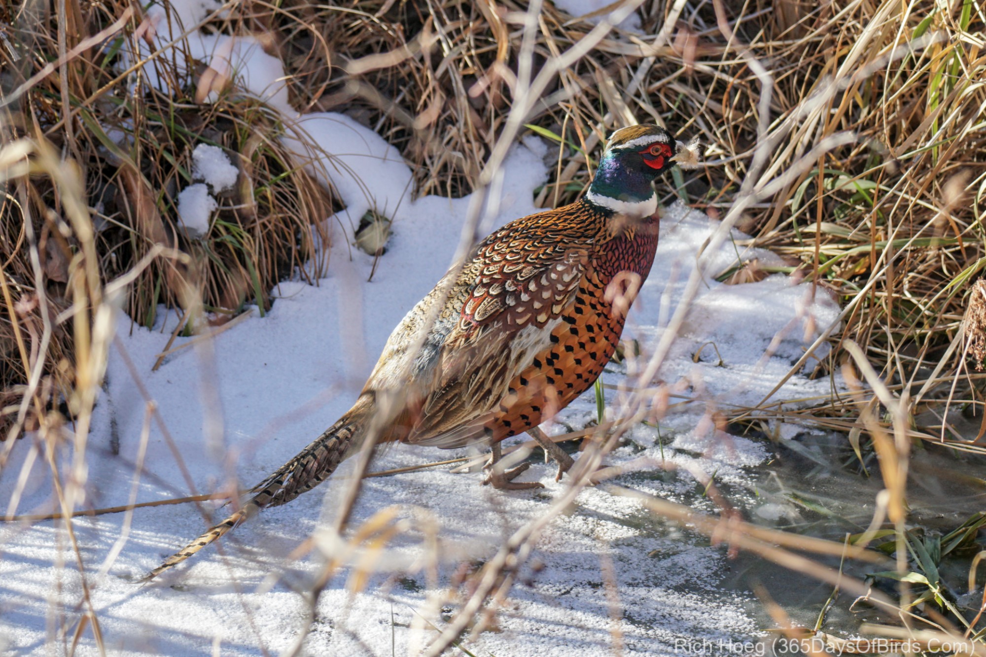 Ring-necked Pheasant - NDOW