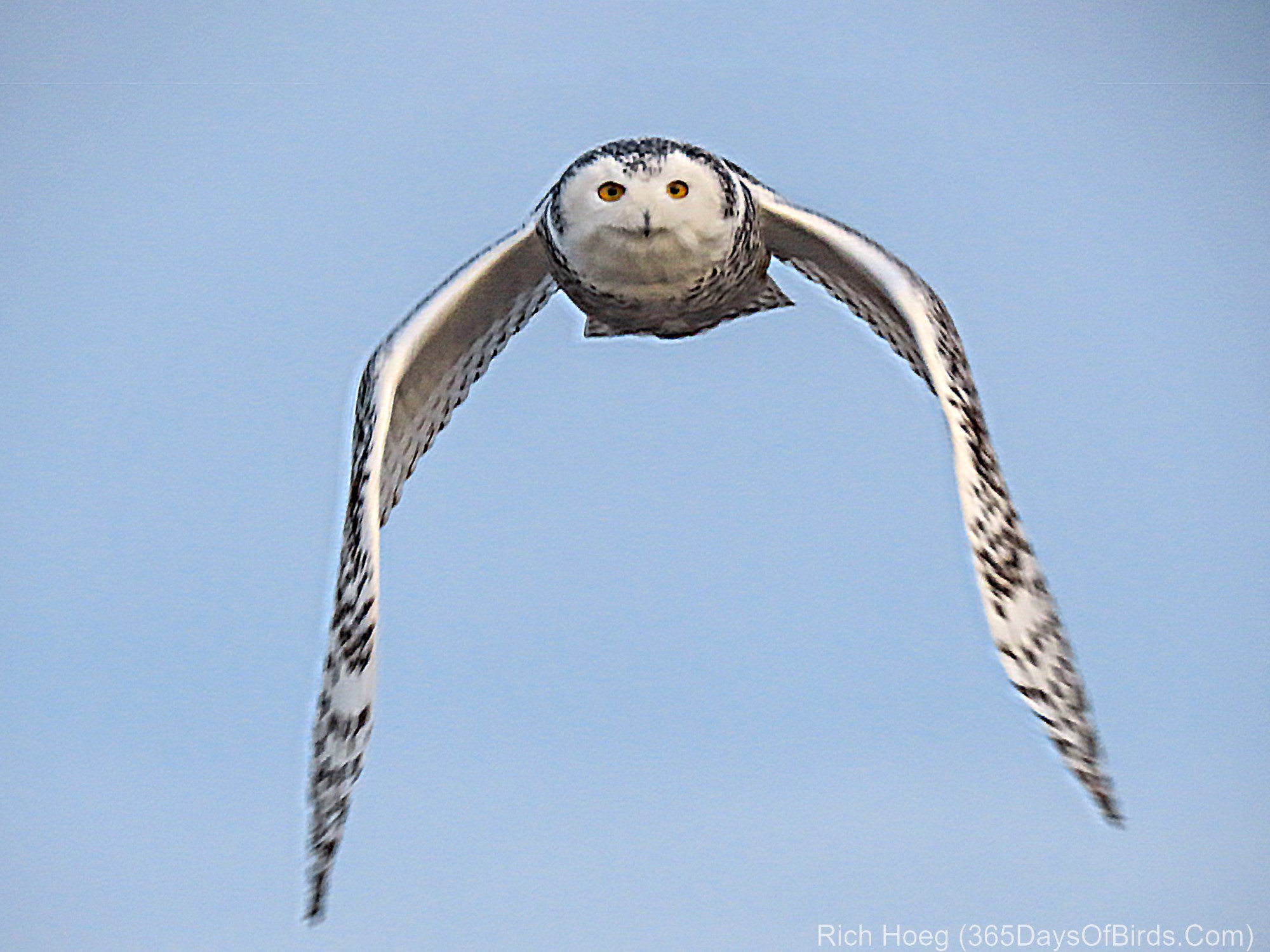 Snowy Owl Flying