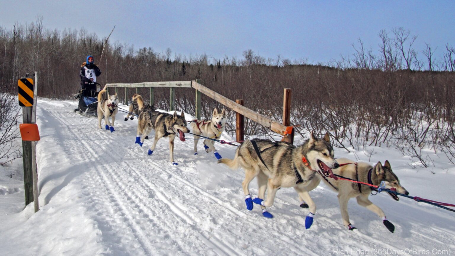 John Beargrease Sled Dog Race 2022 365 Days of Birds