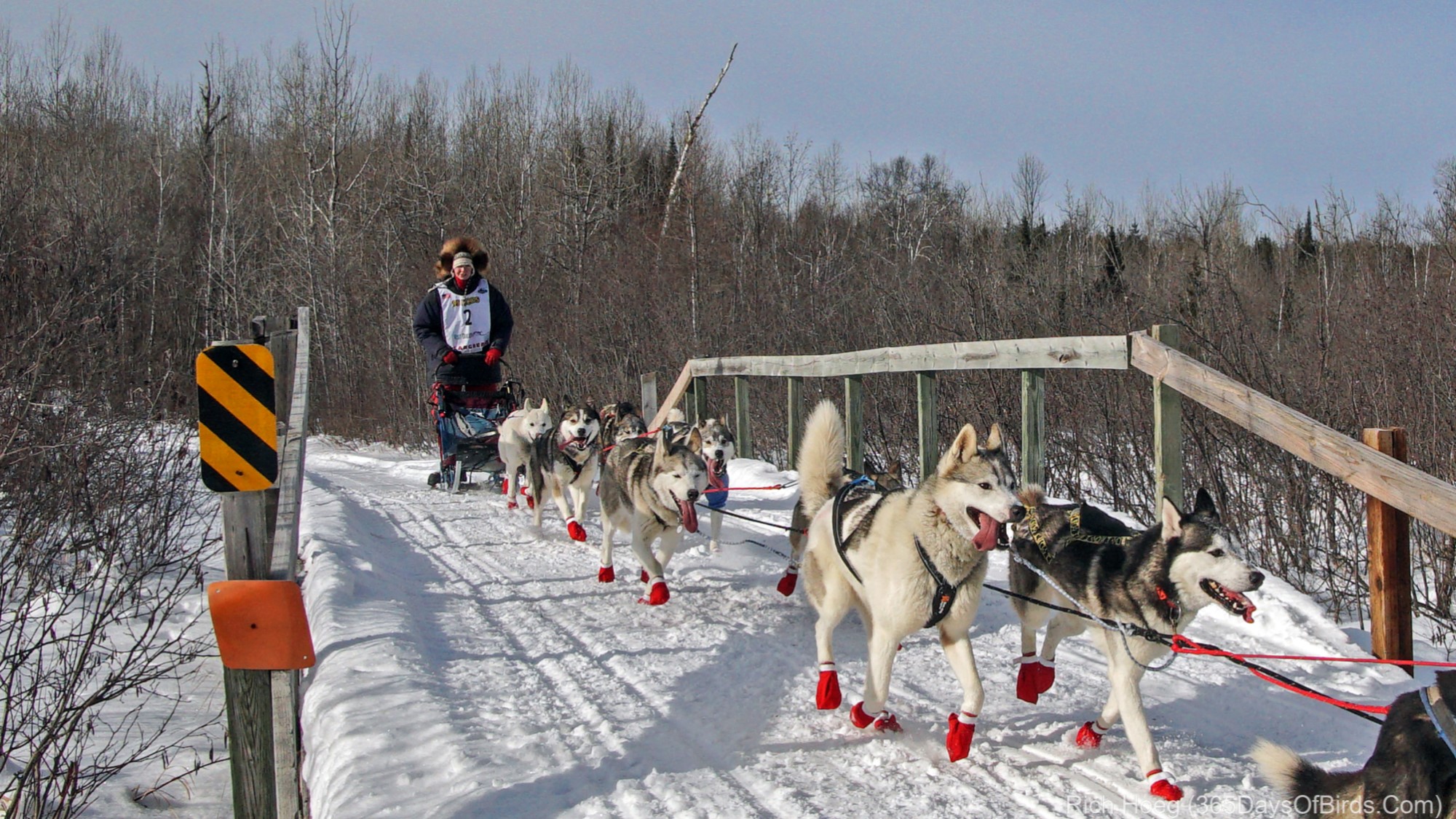 John Beargrease Sled Dog Race 2022 365 Days of Birds