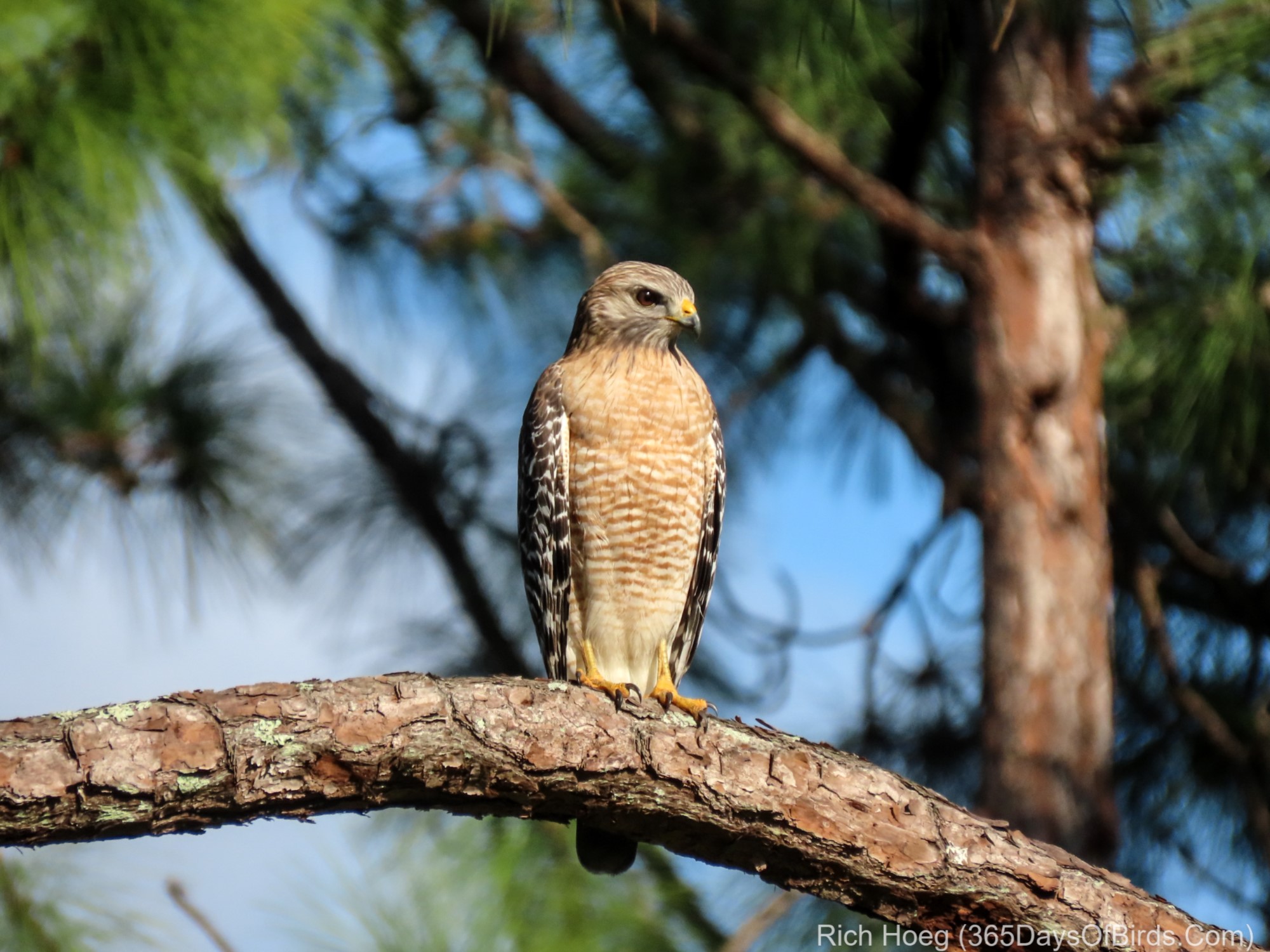 Red-Shoulder Hawk Bicycle Birding - 365 Days of Birds