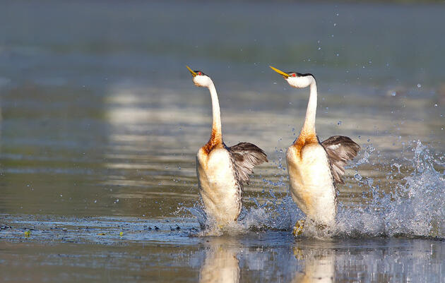 Western Grebes Dancing! - 365 Days of Birds