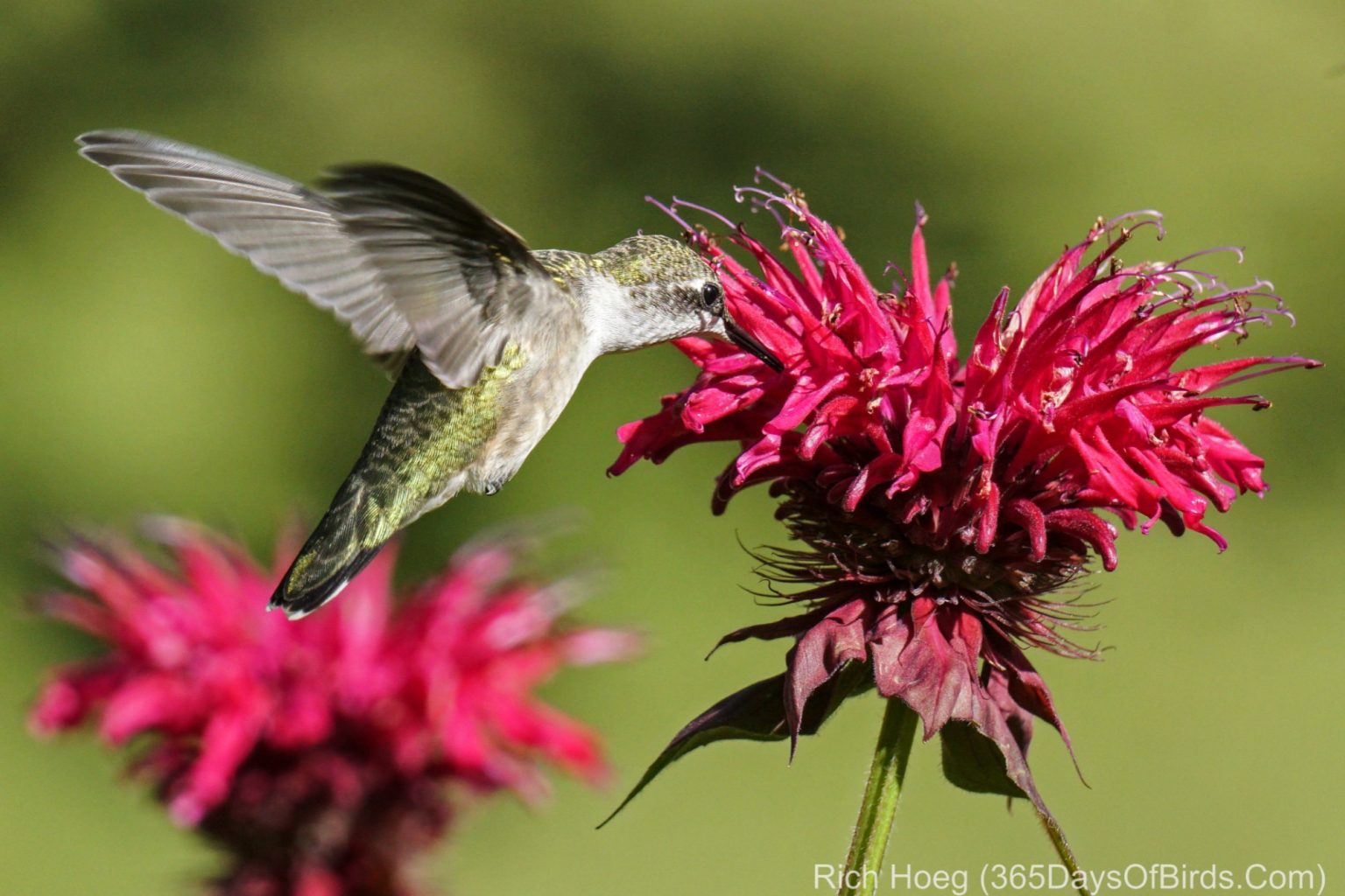 June Hummingbird 365 Days of Birds | Duluth, Minnesota based birder / photographer. Sax ...