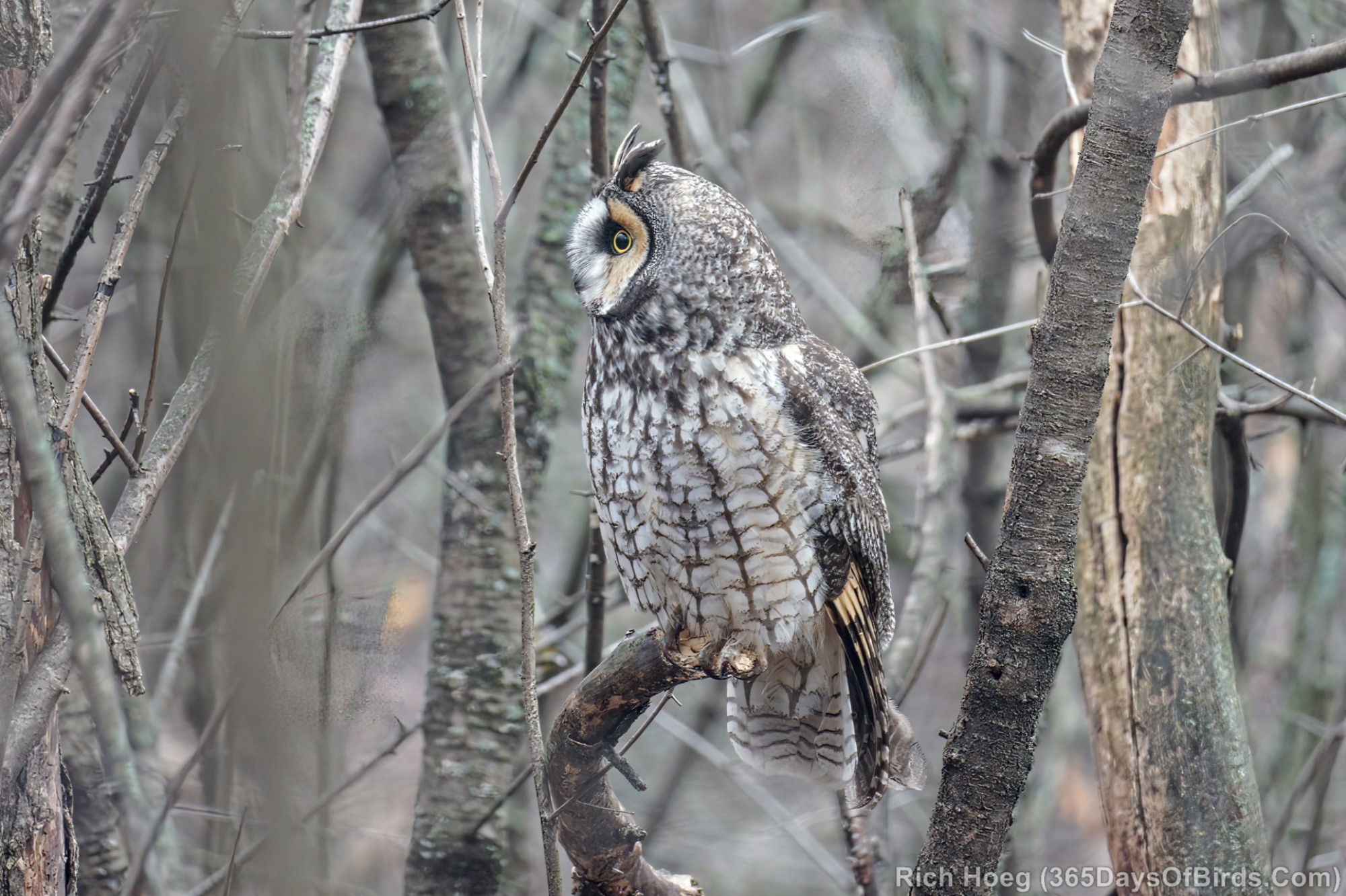 New Years Eve Long-Eared Owl - 365 Days of Birds