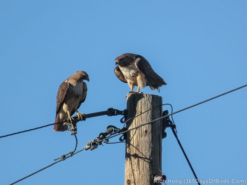 Red-Tailed Hawk Love Birds! - 365 Days of Birds