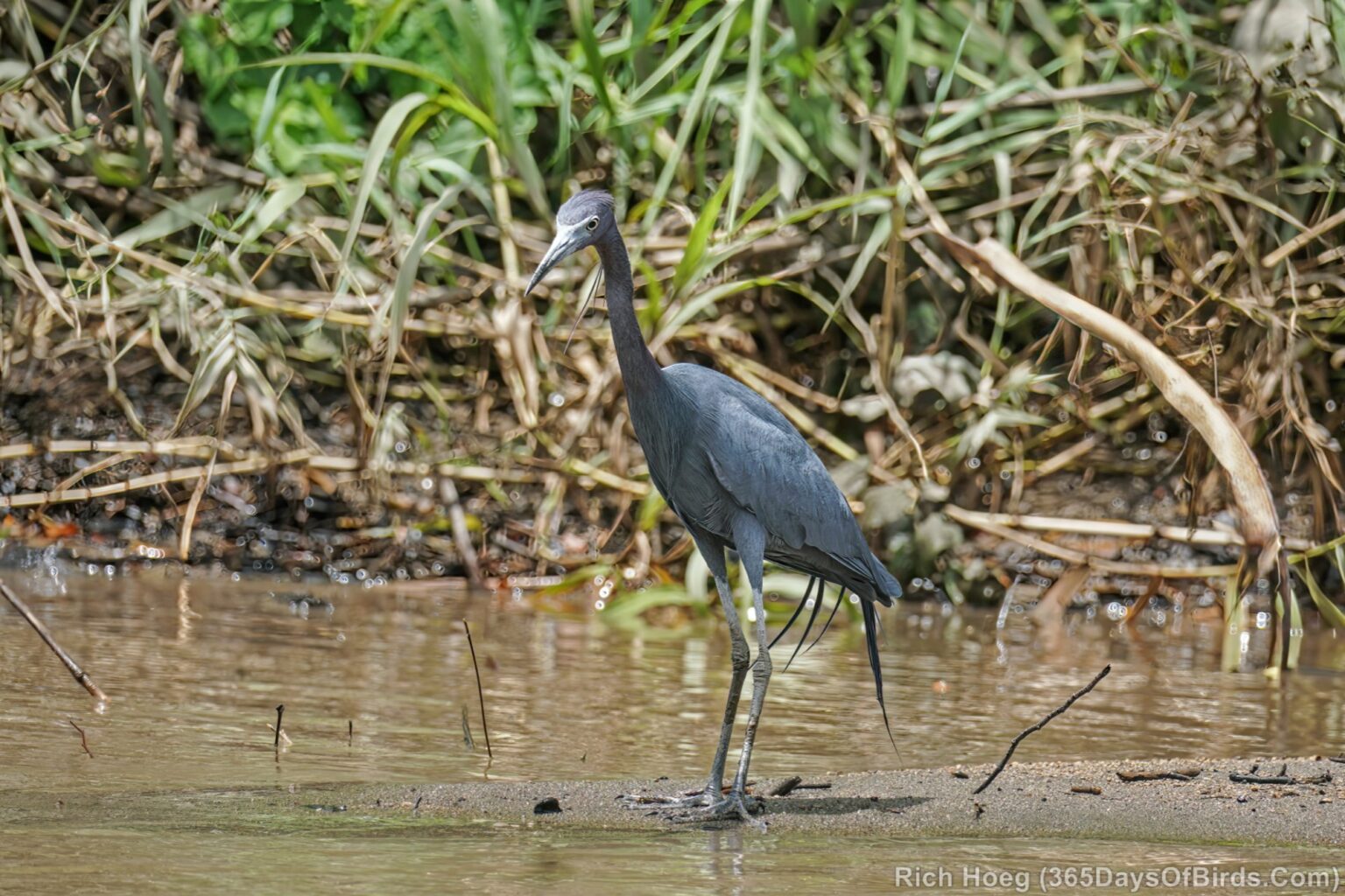 Costa Rica Birding (El Viejo Wetlands) 365 Days of Birds