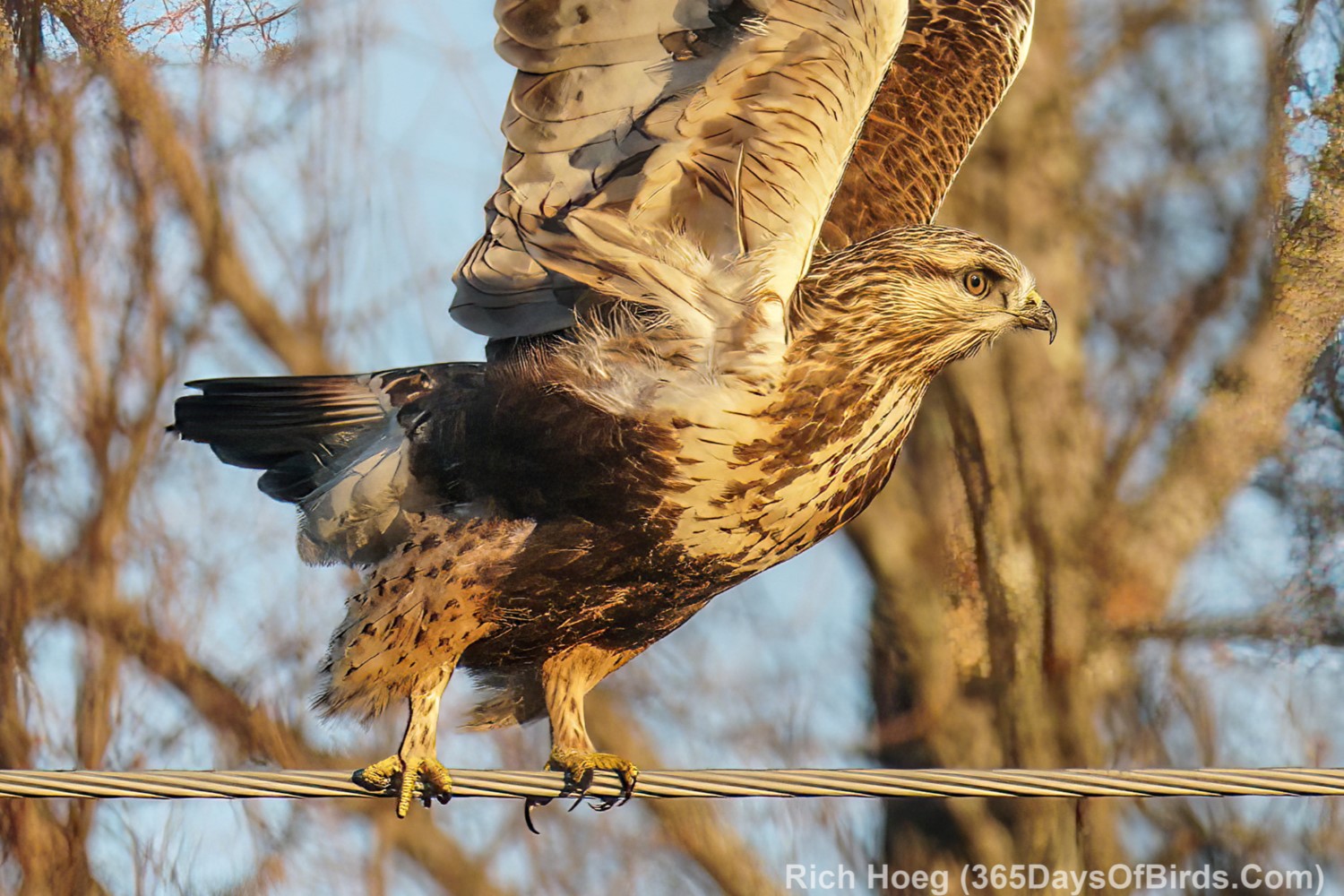 Hawks In Texas