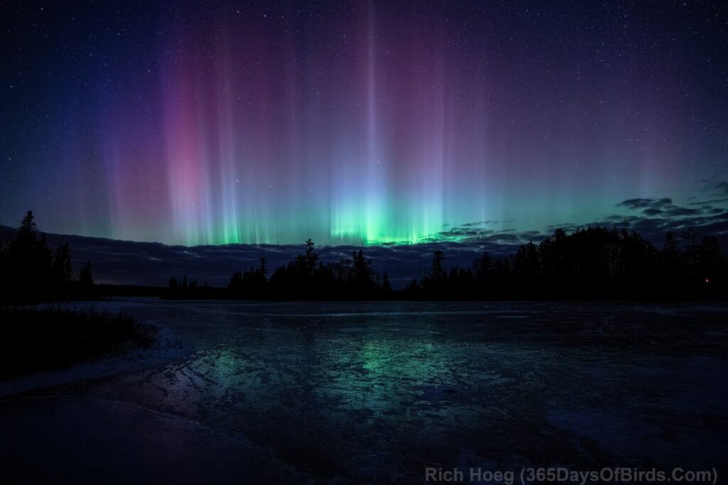 Lady Aurora Dances to the Ice Symphony! - 365 Days of Birds